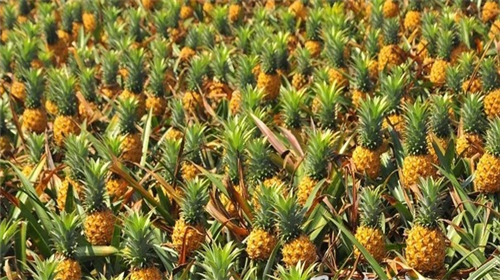 马来西亚:到2020年菠萝种植面积增加到7120公顷
